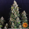 Strawberry Cheesecake Auto SALE