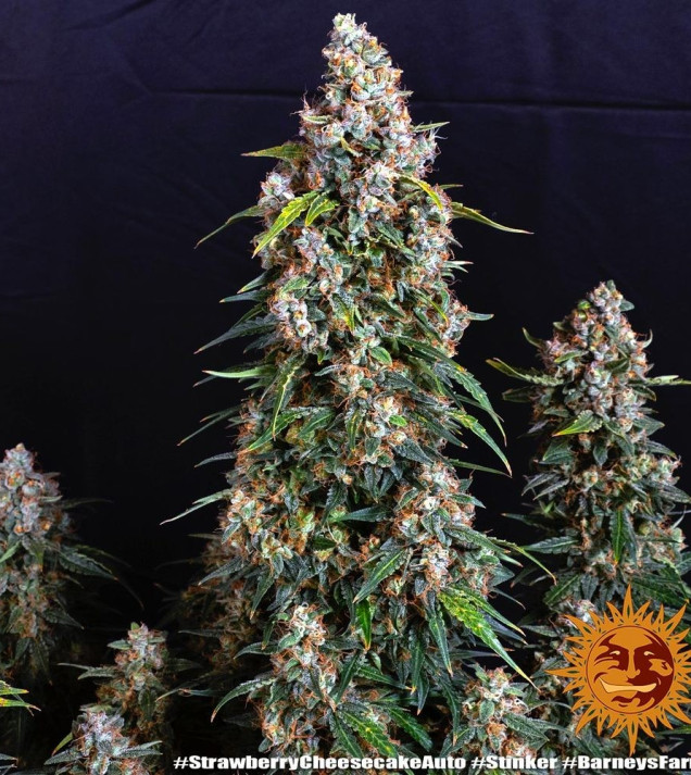 Strawberry Cheesecake Auto SALE