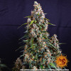 Strawberry Cheesecake Auto SALE