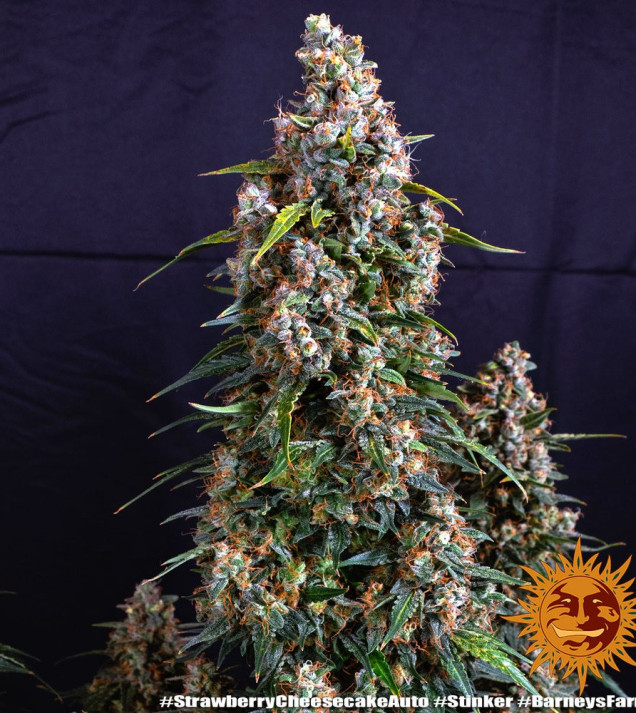 Strawberry Cheesecake Auto SALE