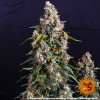 Strawberry Cheesecake Auto SALE