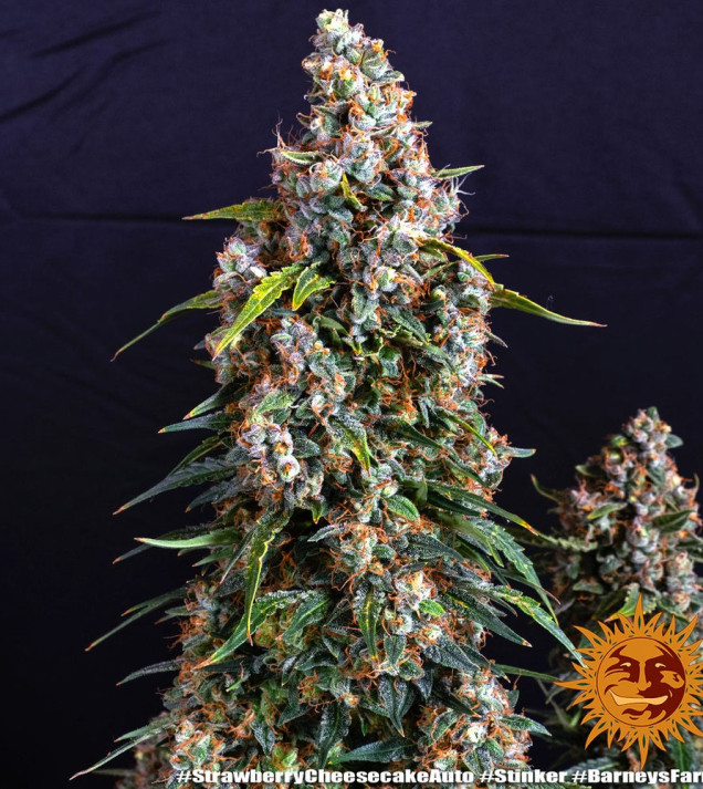 Strawberry Cheesecake Auto SALE