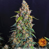 Strawberry Cheesecake Auto SALE