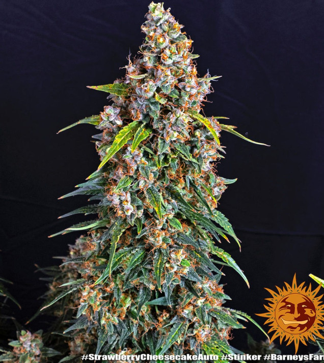 Strawberry Cheesecake Auto SALE