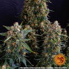 Strawberry Cheesecake Auto SALE