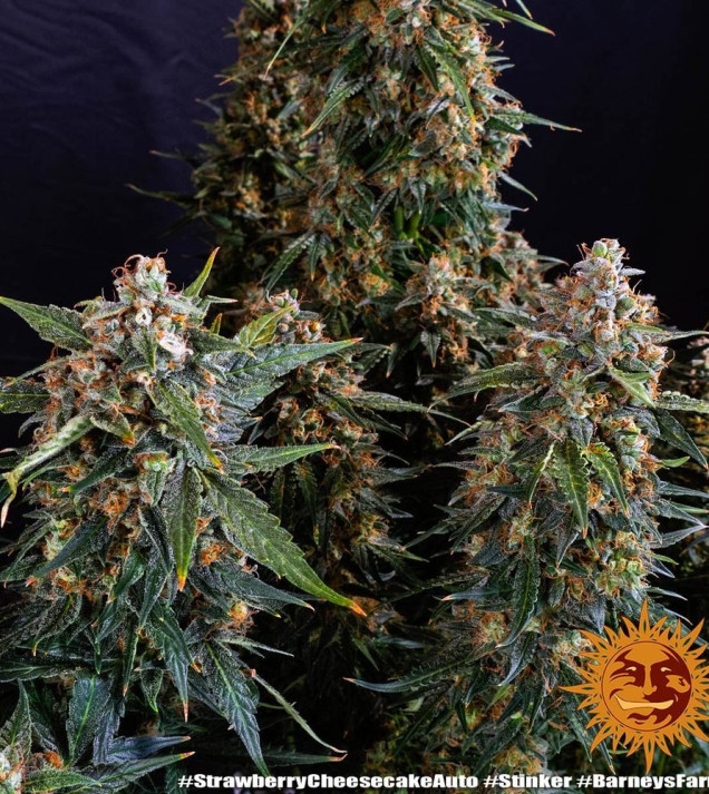 Strawberry Cheesecake Auto SALE