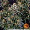 Strawberry Cheesecake Auto SALE
