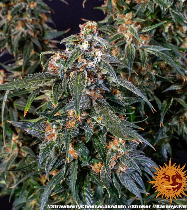 Strawberry Cheesecake Auto SALE