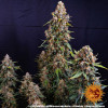 Strawberry Cheesecake Auto SALE