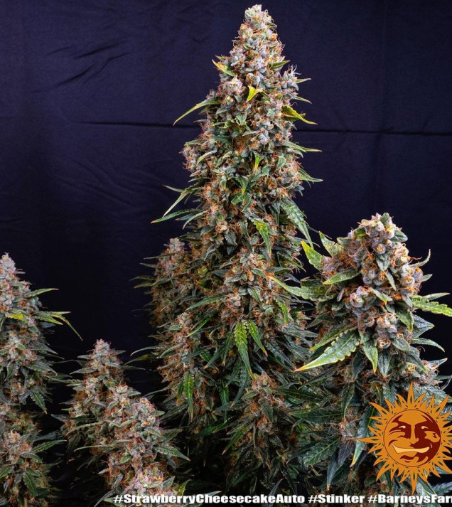 Strawberry Cheesecake Auto SALE