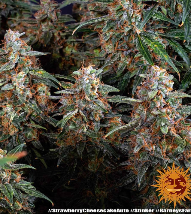 Strawberry Cheesecake Auto SALE