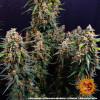 Strawberry Cheesecake Auto SALE