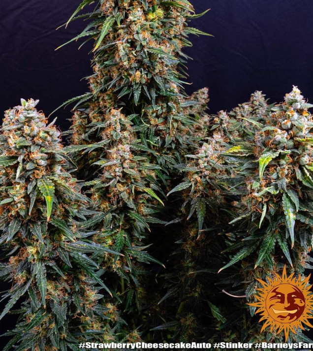 Strawberry Cheesecake Auto SALE