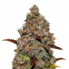 Gelato 41 SALE