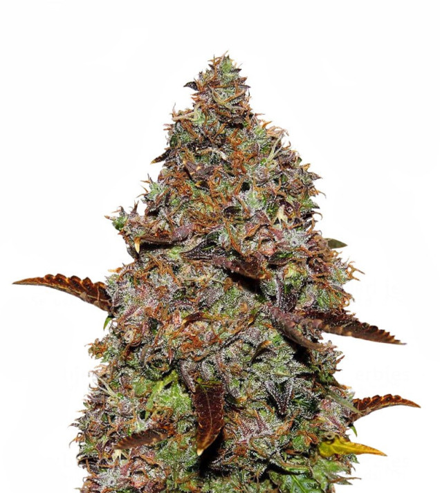 Gelato 41 SALE