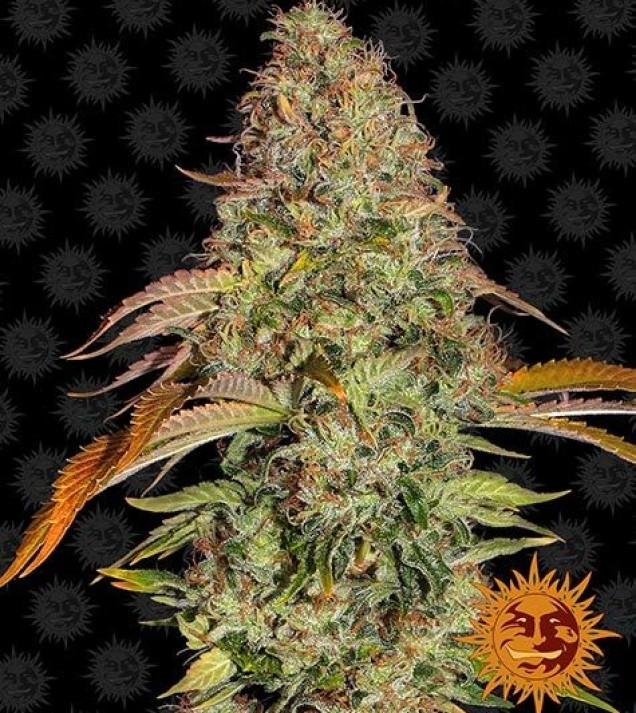 Zkittlez OG Auto SALE
