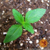Zkittlez OG Auto SALE