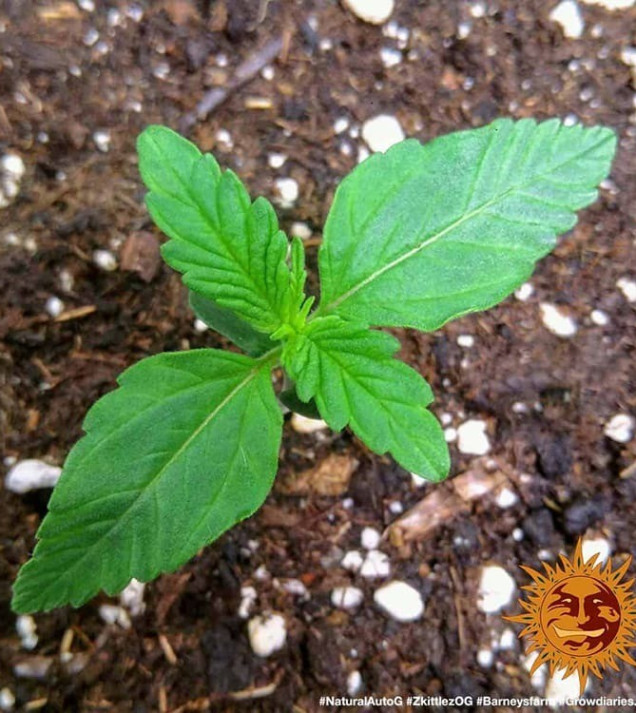 Zkittlez OG Auto SALE