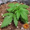 Zkittlez OG Auto SALE