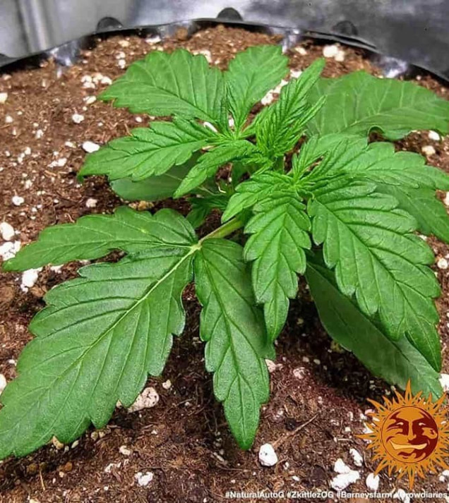 Zkittlez OG Auto SALE