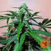 Zkittlez OG Auto SALE