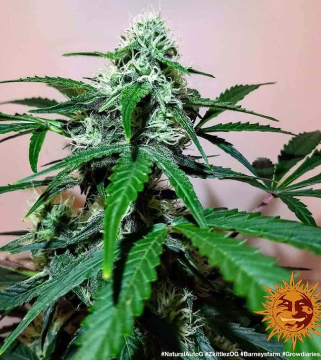 Zkittlez OG Auto SALE