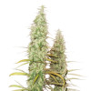 Santa Marta Haze Auto SALE