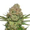White Widow Auto SALE