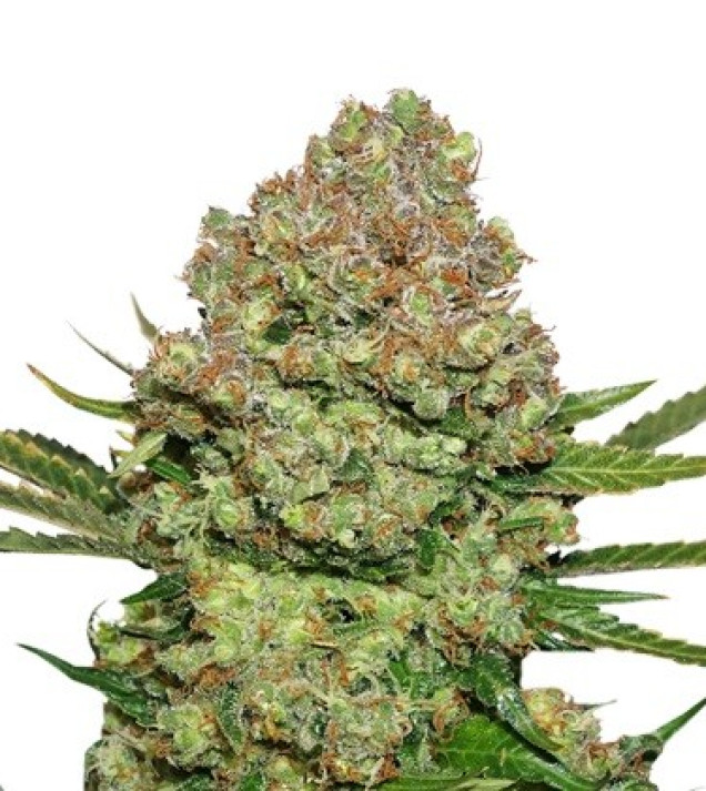 White Widow Auto SALE