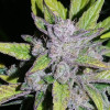 Auto Cheese XL SALE