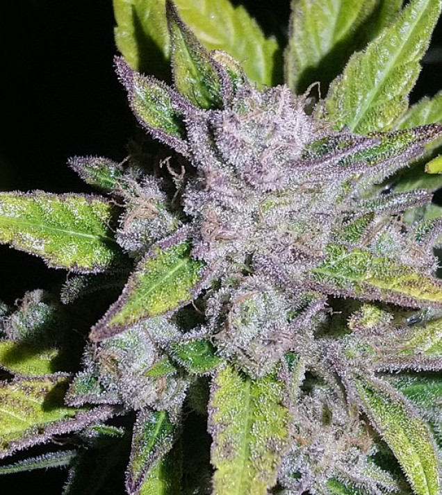 Auto Cheese XL SALE