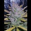 Auto Cheese XL SALE