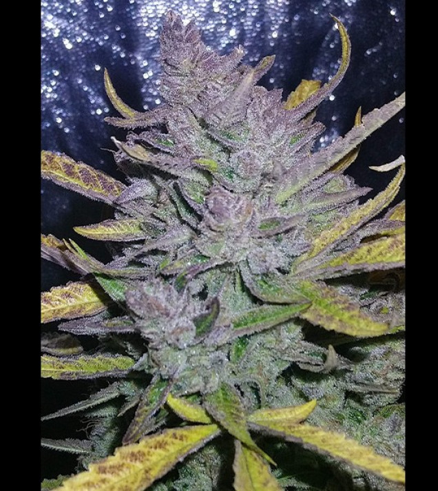 Auto Cheese XL SALE