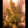 Auto Cheese XL SALE