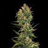 Auto Cheese XL SALE
