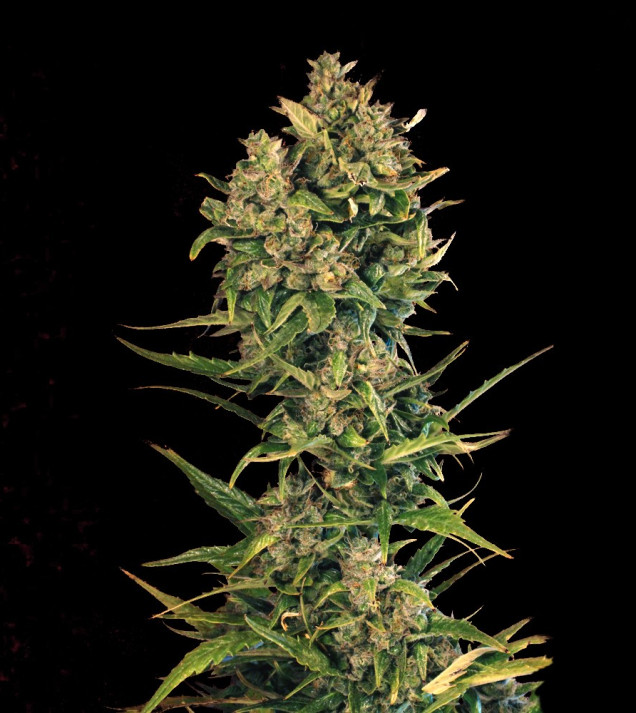 Auto Cheese XL SALE