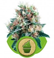 Royal Creamatic SALE