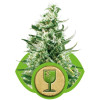 Royal Critical Automatic SALE