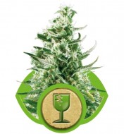 Royal Critical Automatic SALE