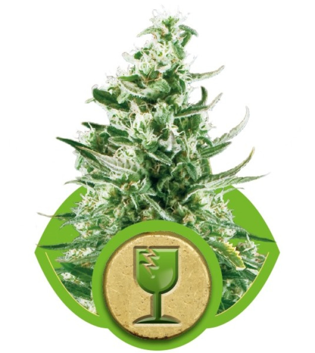Royal Critical Automatic SALE