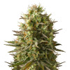 Amnesia Original SALE