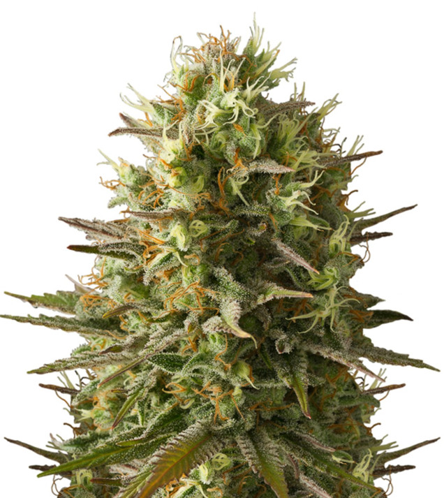 Amnesia Original SALE