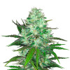 Hash Plant SALE