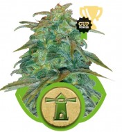 Royal Haze Automatic SALE