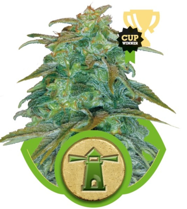 Royal Haze Automatic SALE
