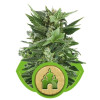 Royal Kush Automatic SALE