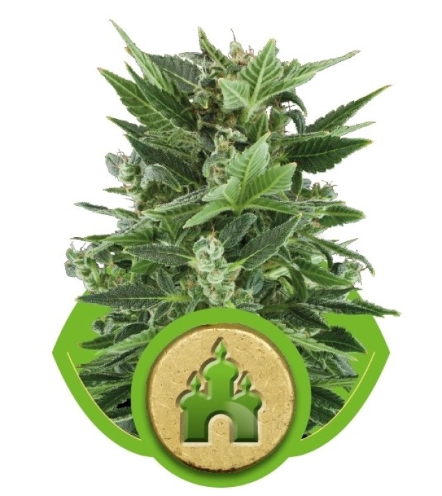 Royal Kush Automatic SALE