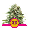 Royal Runtz SALE