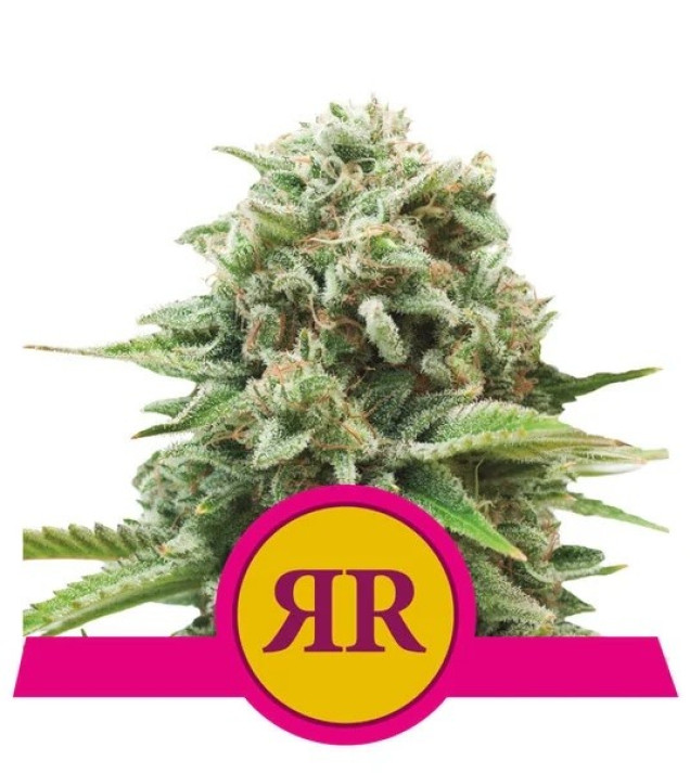 Royal Runtz SALE
