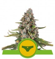 Sherbet Queen Automatic SALE